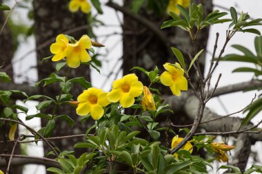  Yeşil yapraklı sarı Allamanda çiçeği