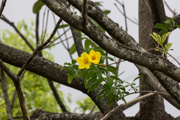 Желтый цветок Алламанды с зеленым листом — стоковое фото