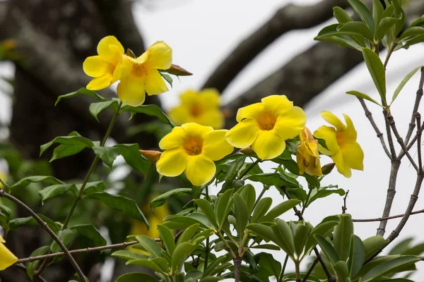 Gelbe Alamanda-Blume mit grünem Blatt — Stockfoto