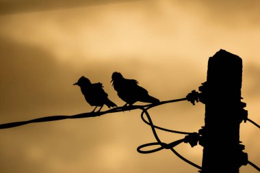 Elektrik hattında küçük kuş