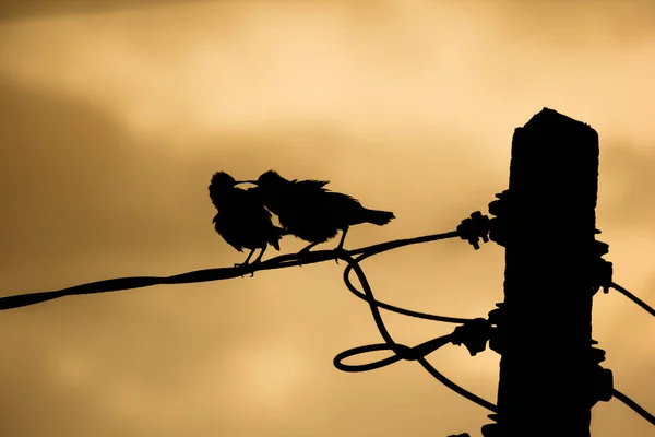 电线上的小鸟 — 图库照片