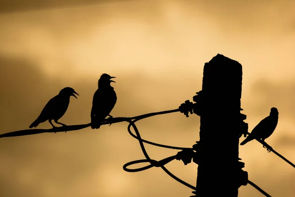 Pequeño pájaro en línea eléctrica — Foto de Stock