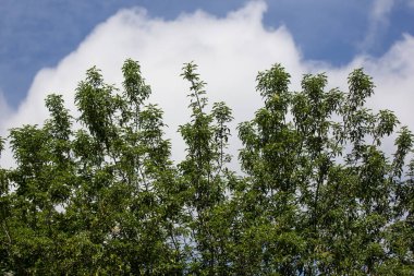  Fraxinus griffithii ağacı