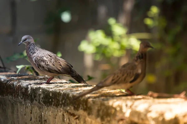 Двоє коричневих Голуб сидять на цементній огорожі будинку — стокове фото