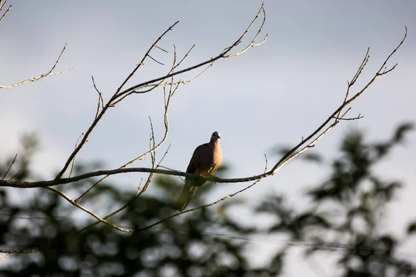 Paloma marrón sentada en el árbol — Foto de Stock