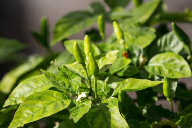 Biber PADI veya kuşbakışı göz biber