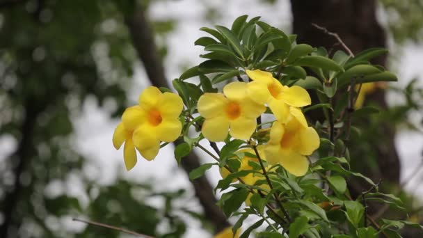 Primer Plano Yellow Allamanda Con Fondo Hoja Verde — Vídeos de Stock