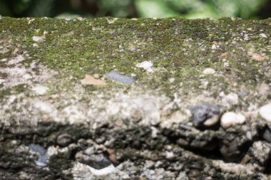 Mos dokular arka plan