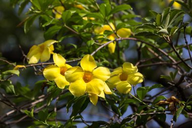  Yeşil yapraklı sarı Allamanda çiçeği