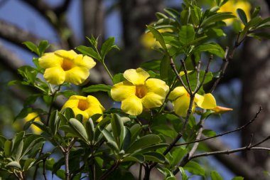  Yeşil yapraklı sarı Allamanda çiçeği