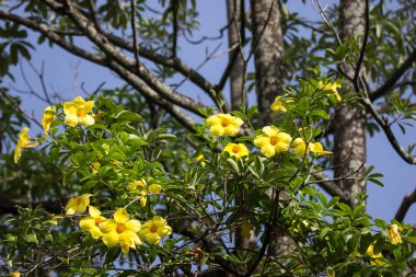  Yeşil yapraklı sarı Allamanda çiçeği