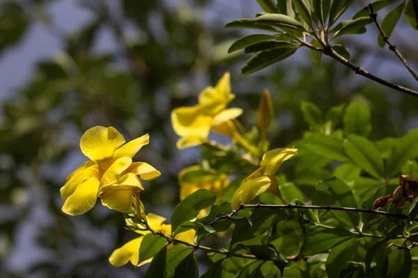 Желтый цветок Алламанды с зеленым листом — стоковое фото