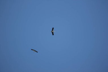 Mavi gökyüzünde Phalacrocorax fuscicollis