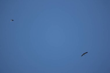 Mavi gökyüzünde Phalacrocorax fuscicollis