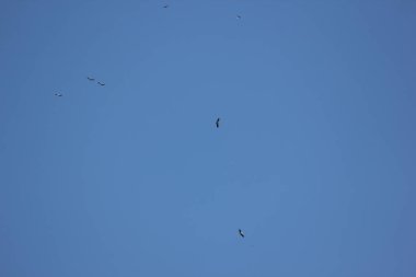 Mavi gökyüzünde Phalacrocorax fuscicollis