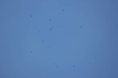 Mavi gökyüzünde Phalacrocorax fuscicollis