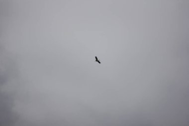 Mavi gökyüzünde Phalacrocorax fuscicollis