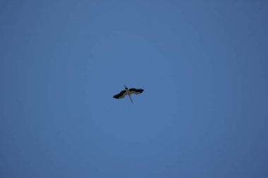 Mavi gökyüzünde Phalacrocorax fuscicollis