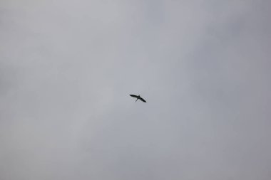 Mavi gökyüzünde Phalacrocorax fuscicollis