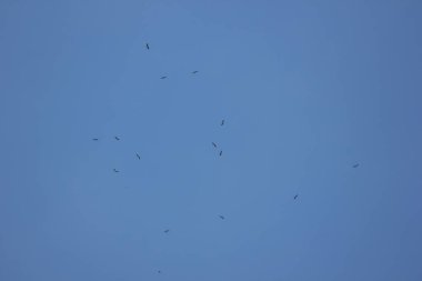 Mavi gökyüzünde Phalacrocorax fuscicollis