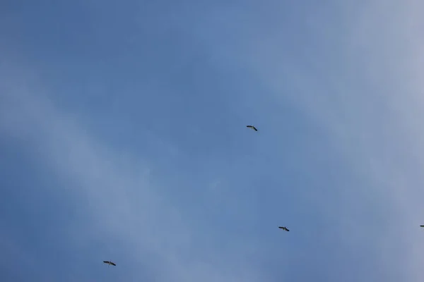 Phalacrocorax fuscicollis im blauen Himmel — Stockfoto