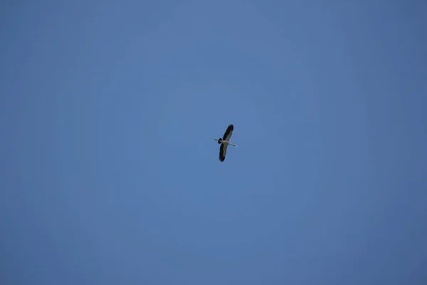 Phalacrocorax fuscicollis im blauen Himmel — Stockfoto