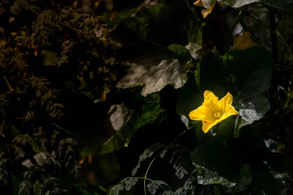 Gelb der Kürbisblume mit grünem Blatt — Stockfoto