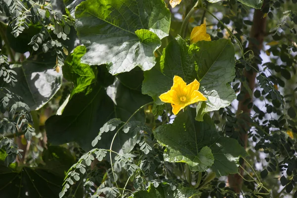 Yellow of pumpkin flower with green leaf — Stock Photo, Image