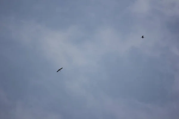 Mavi gökyüzünde Phalacrocorax fuscicollis — Stok fotoğraf