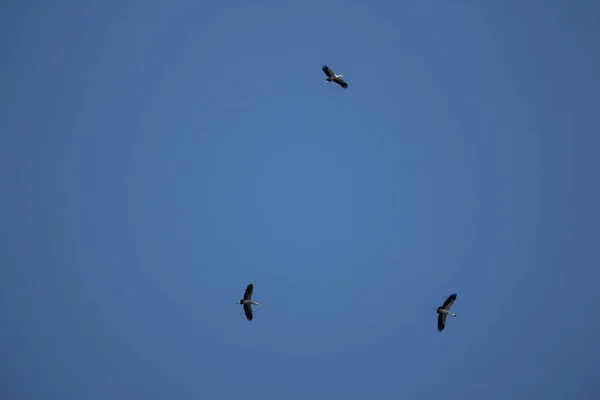 Mavi gökyüzünde Phalacrocorax fuscicollis — Stok fotoğraf