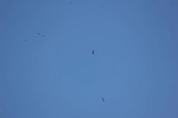 Phalacrocorax fuscicollis no céu azul — Fotografia de Stock