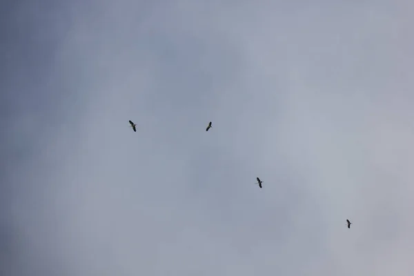 Mavi gökyüzünde Phalacrocorax fuscicollis — Stok fotoğraf