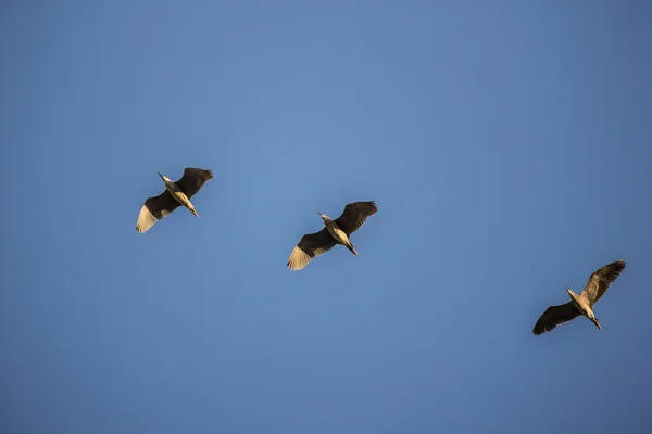 Τρία πουλιά πάνω από τον γαλάζιο ουρανό — Φωτογραφία Αρχείου