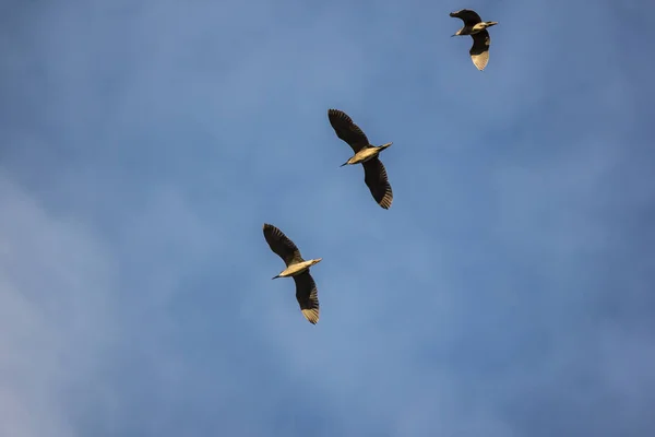 Tři ptáci nad modrou oblohou — Stock fotografie