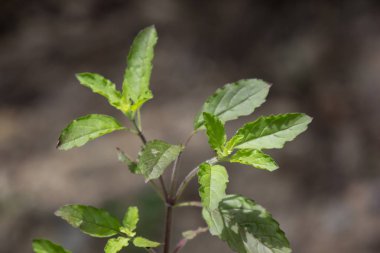  kutsal fesleğen yaprağı 