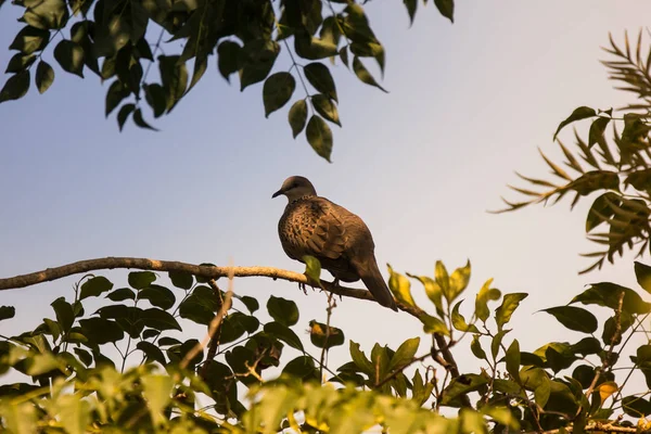 Braune Taube sitzt auf Baum — Stockfoto