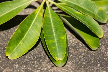 Tahta Ağacın Yeşil Yaprağı 