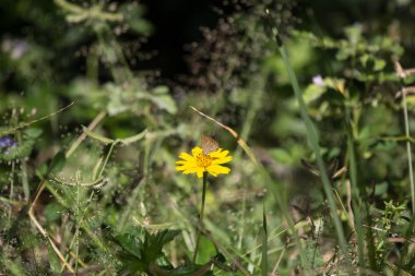 Kelebek böceği ve Sarı Singapur papatyası 