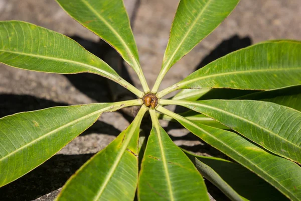 Зелений листок блекдону — стокове фото