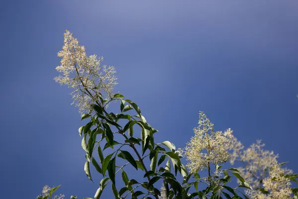青い空やヤチダモ寒害木に白い花 — ストック写真