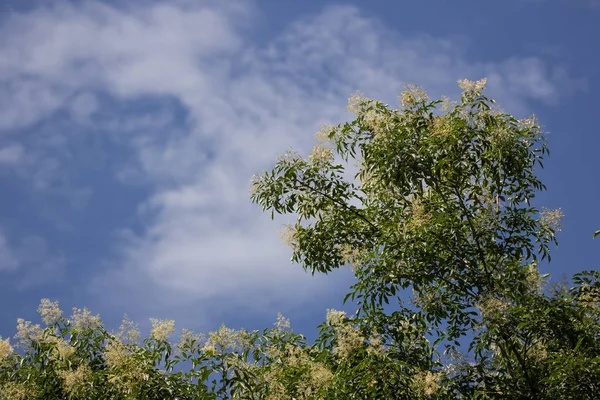 푸른 하늘 또는 메 griffithii 나무에 하얀 꽃 — 스톡 사진