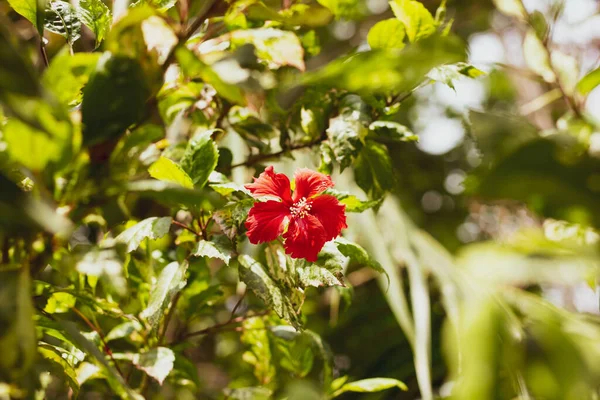 Primer Plano Hibiscus Rosa Sinensis Rojo Cooperi Con Fondo Hoja —  Fotos de Stock