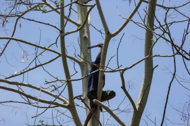 Chiangmai, Tayland - 28 Nisan 2020: kereste büyük ağaç kesiyor. Chiangmai Şehir Bölgesi 'nde.