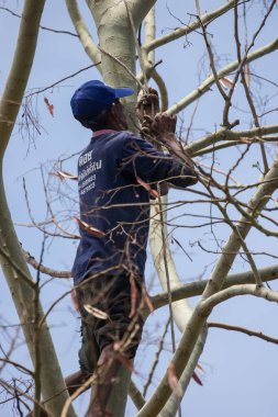 Chiangmai, Tayland - 28 Nisan 2020: kereste büyük ağaç kesiyor. Chiangmai Şehir Bölgesi 'nde.