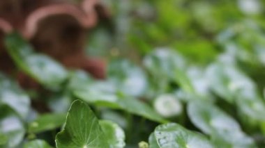 Gotu kola ağacının küçük beyaz çiçeği