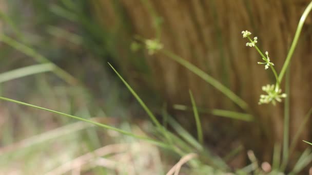 Kleine Witte Bloem Van Gotu Kola Boom — Stockvideo