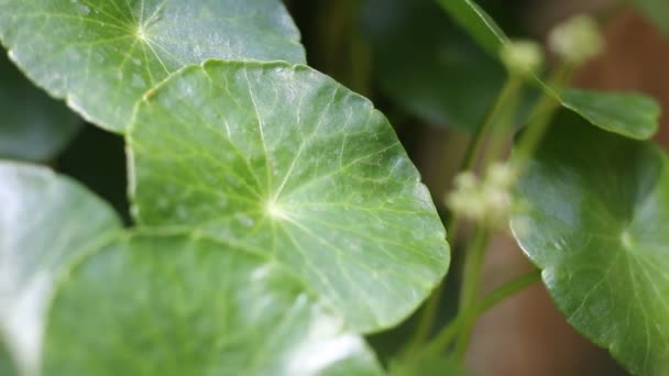 Pequena Flor Branca Gotu Kola Árvore — Vídeo de Stock