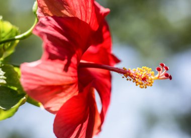 Kırmızı Hibiscus rosa-sinensis polenini kapat veya yeşil yapraklı Cooperi