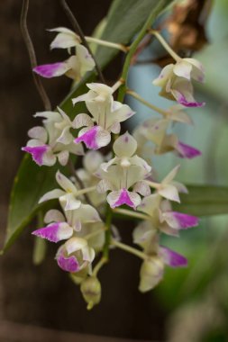 Beyaz ve pembe orkidelerin çiçeklerini kapat