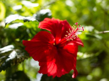Kırmızı Hibiscus rosa-sinensis polenini kapat veya yeşil yapraklı Cooperi